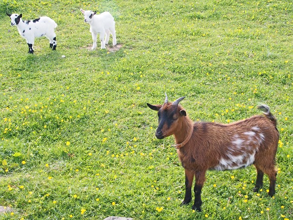 Ausflug zum Hohen Stein und zu den Bisons 31.5.2015